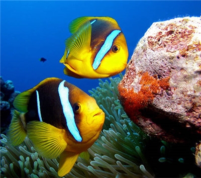 歡樂活動2選1:【A】海底隧道水族館【B】南部觀光