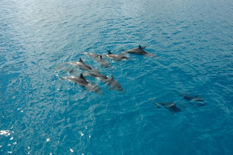 ABC俱樂部遊艇：海豚追蹤之旅、浮潛、香蕉船→FIESTA 自助晚餐