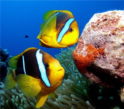 歡樂活動2選1：【A】海底隧道水族館【B】南部觀光