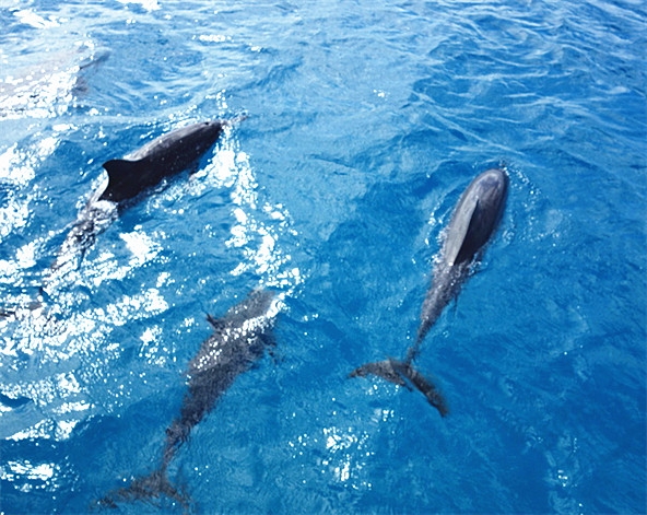 美人魚公主號：出海賞海豚、浮潛、海釣→SEA GRILL海底隧道水族館(※每星期三、五、日有現場餵鯊魚的精彩表演) 