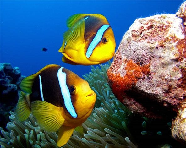 美人魚公主號：出海賞海豚、浮潛、海釣→SEA GRILL海底隧道水族館(※每星期三、五、日有現場餵鯊魚的精彩表演) 